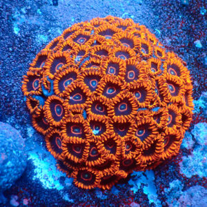 TC Zoanthus Red Hornets Colonia