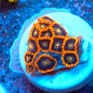 TC Zoanthus Rainbow Hornets