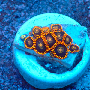 TC Zoanthus Rainbow Hornets