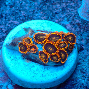 TC Zoanthus Rainbow Hornets