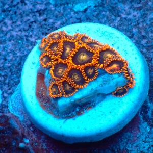 TC Zoanthus Rainbow Hornets