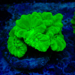 TC Caulastrea Hulk 5 cabezas XL