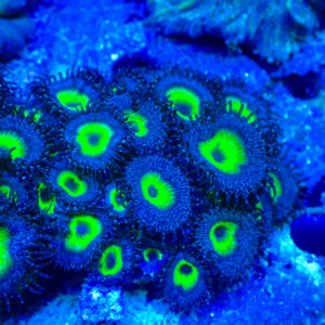 TC Zoanthus/Palythoa Mindblowing Colonia