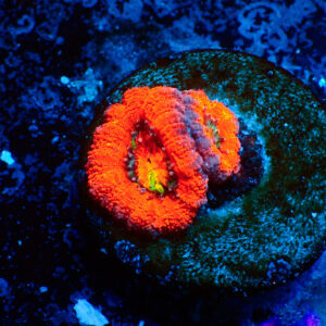 TC Micromussa lordhowensis Orange & Red