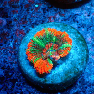 TC Micromussa lordhowensis "Asian Acan"