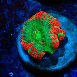 TC Micromussa lordhowensis "Asian Acan"
