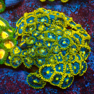 TC Zoanthus Blue Daisy Colonia