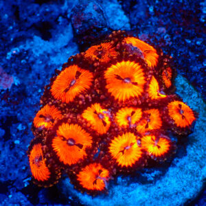 TC Zoanthus Bloodsucker