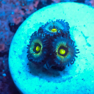 TC Zoanthus Frozen Nebula