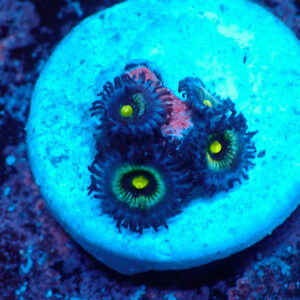 TC Zoanthus Frozen Nebula