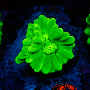 TC Caulastrea Hulk 2 cabezas XL