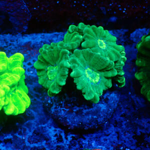 TC Caulastrea Mint 5 cabezas XL