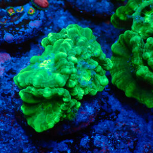 TC Caulastrea Mint 5 cabezas XL