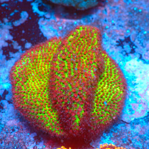 TC Porites The Grinch frag XL