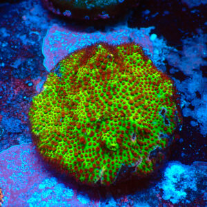 TC Porites The Grinch frag XL