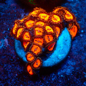 TC Zoanthus Bloodsucker mini colonia