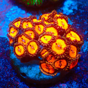 TC Zoanthus Bloodsucker minicolonia