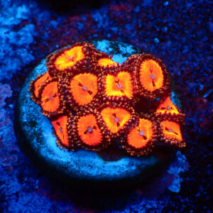 TC Zoanthus Bloodsucker