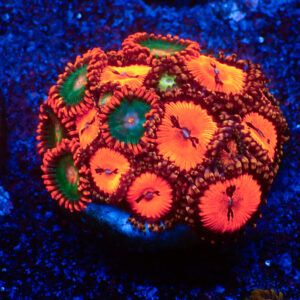 TC Zoanthus Gatorade/Bloodsucker Mix