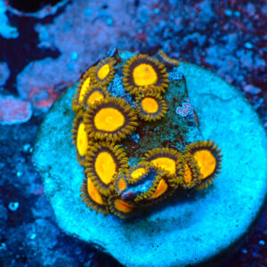 TC Zoanthus Tutti Frutti