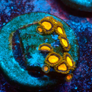 TC Zoanthus Tutti Frutti