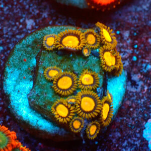 TC Zoanthus Tutti Frutti