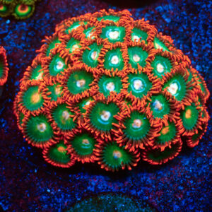 TC Zoanthus Gatorade Colonia