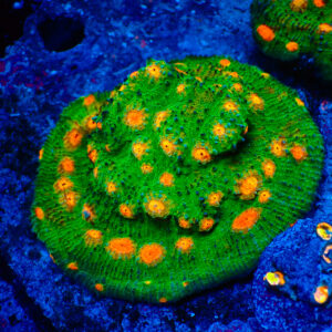 TC Chalice Emerald Mummy Eye Colonia