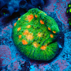 TC Chalice Emerald Mummy Eye frag XL