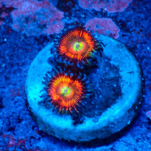 TC Zoanthus Everlasting Gobstopper