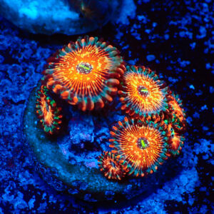 TC Zoanthus Seductions