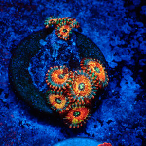 TC Zoanthus Seductions