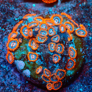 TC Zoanthus Super Mario Colonia