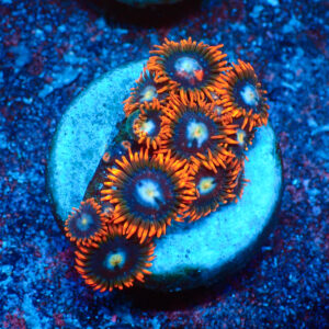TC Zoanthus Fire & Ice