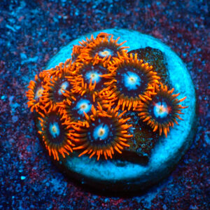 TC Zoanthus Fire & Ice