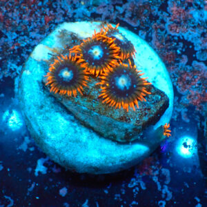 TC Zoanthus Fire & Ice