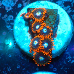 TC Zoanthus Fire & Ice