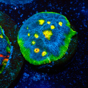 TC Chalice Flaming Bugatti " Lado Azul" frag XL