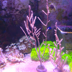 TC Gorgonia SP. Fotosintética Pieza XL