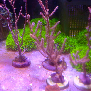 TC Gorgonia SP. Fotosintética