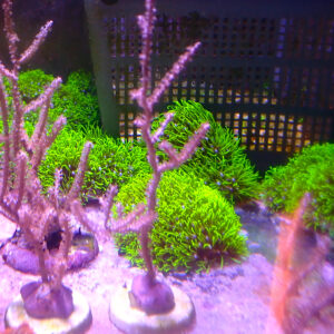 TC Gorgonia SP. Fotosintética