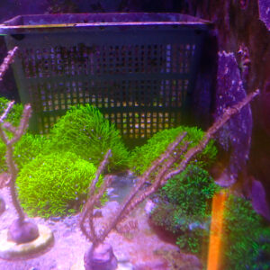 TC Gorgonia sp. Fotosintética