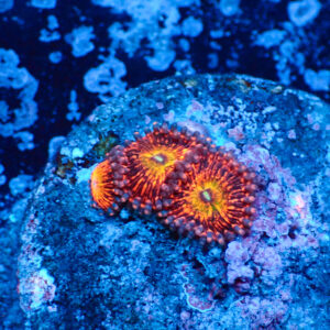 TC Zoanthus Krakatoa God