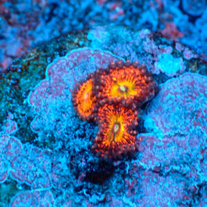 TC Zoanthus Krakatoa God