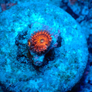 TC Zoanthus Krakatoa God