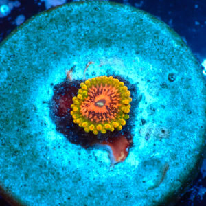 TC Zoanthus Grand Master Krakatoa