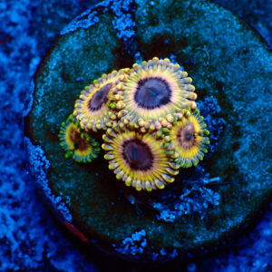 TC Zoanthus Queen Stratocaster