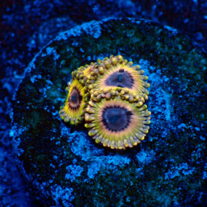 TC Zoanthus Queen Stratocaster