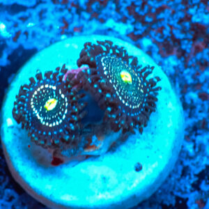 TC Zoanthus Blue Lagoon