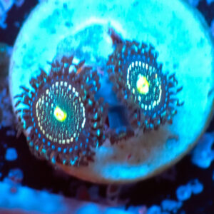 TC Zoanthus Blue Lagoon